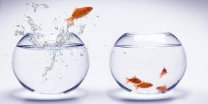 rsz_fish-jumping-out-of-bowl-photoxpress